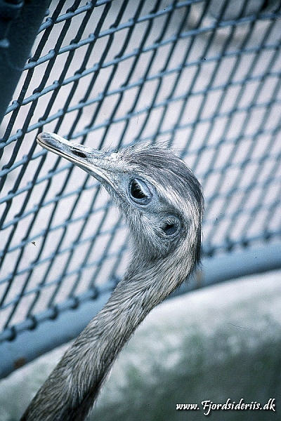 Zoo KBH 1998 0120.JPG